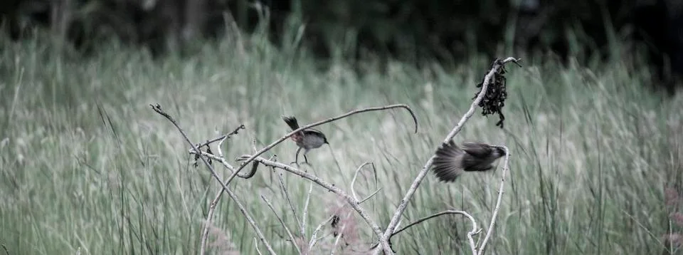The Jump Off Stock Photos