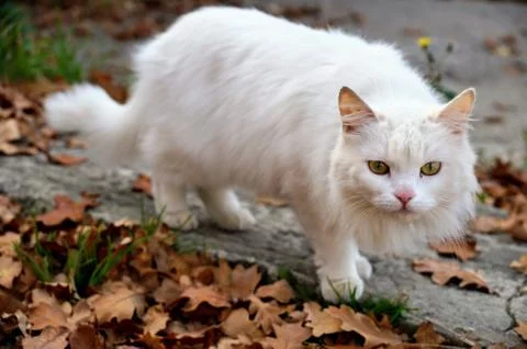 Before the jump Stock Photos