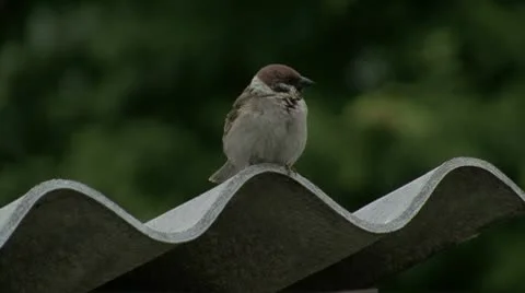 Jump sparrow Stock Footage 10790025