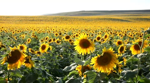 Jump in the sunflowers Stock Footage 644029