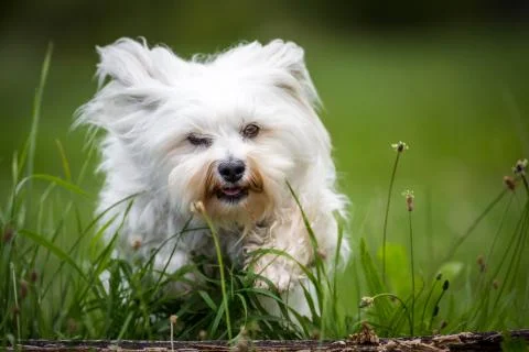 Jump through the meadow Stock Photos