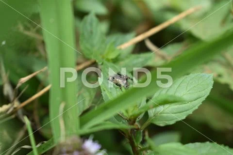 Jumper in the mint Stock Photos
