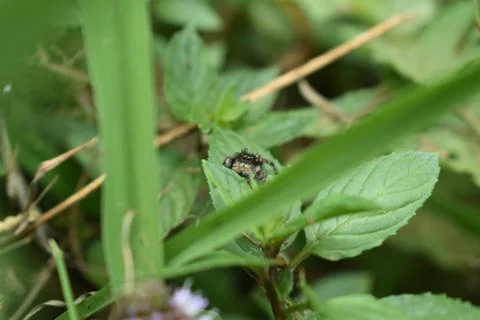 Jumper in the mint Stock Photos