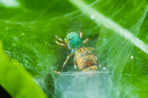 Jumper spider Stock Photos