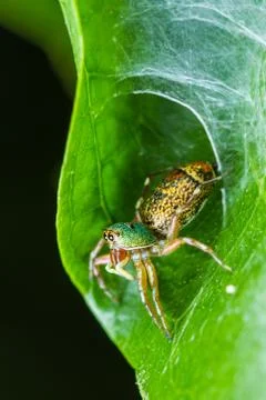 Jumper spider Stock Photos
