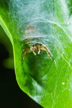 Jumper spider Stock Photos