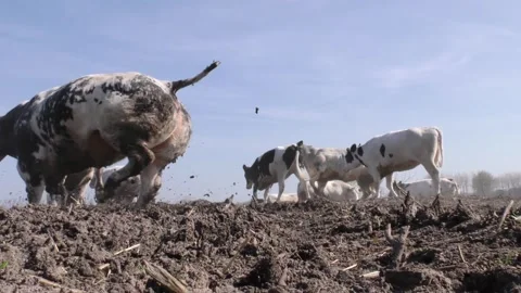 Jumping and dancing cows Stock Footage 288967385