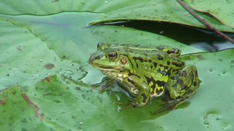 Jumping and disappearing frog 8 Stock Footage