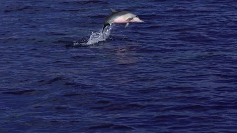 Jumping Baby Spinner Dolphin in Slow Motion Stock Footage 332776341