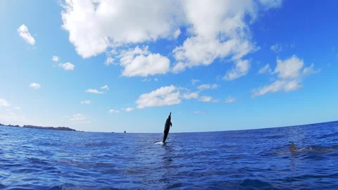 The Jumping Behavior of the Long-beaked Common Dolphin Above Water (2 Times) Stock Footage 332856128