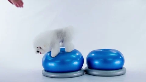Jumping off a blue ball and jumping back on it Stock Footage 83773961
