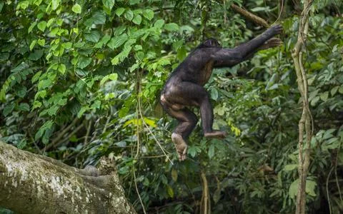 Jumping Bonobos (Pan Paniscus) on a tree branch. Green natural jungle backgro Stock Photos