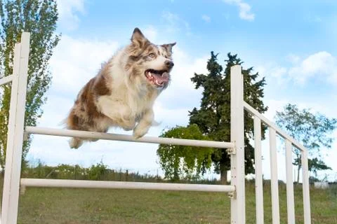 Jumping  border collie Stock Photos
