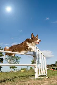 Jumping  border collie Stock Photos