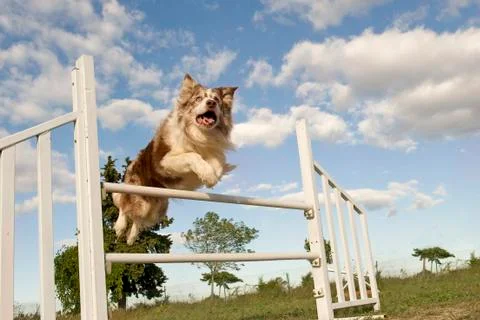 Jumping  border collie Stock Photos