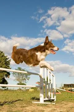 Jumping  border collie Stock Photos