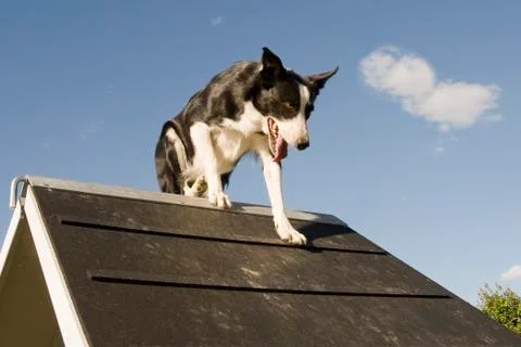 Jumping  border collie Stock Photos