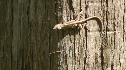 Jumping Brown Anole Vidéo 11217037