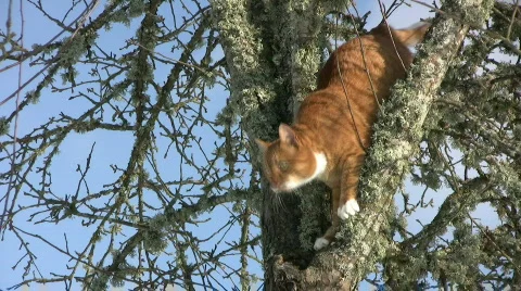 Jumping cat 動画素材 336708