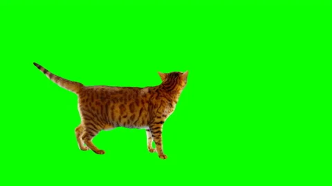 Jumping cat  Video stock 145791611