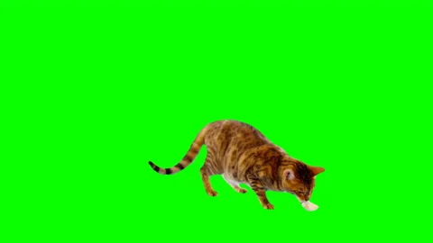 jumping cat on green screen isolated wit... | Stock Video | Pond5