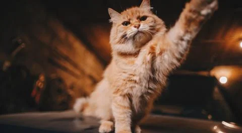Jumping cat, isolated on brown Stock Photos