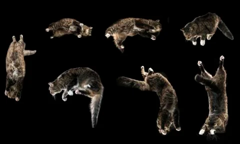Jumping cat Stock Photos