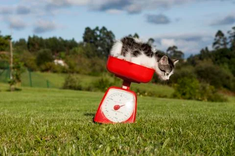 Jumping cat Stock Photos