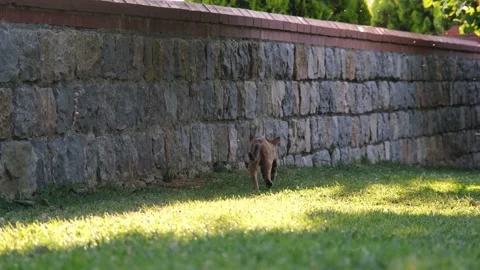 Jumping cat, stray cat jumping on the wall, slow motion Stock Footage 162853971
