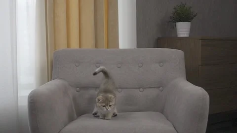 Jumping Cats in slow motion Stockbeeldmateriaal 91686538