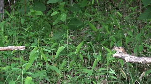 Jumping Chipmunk Stock Footage 332431060