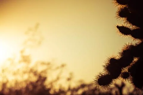 Jumping Cholla Cactus Background with Sky Stock-Fotos