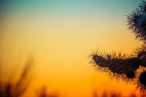 Jumping Cholla Cactus Background with Sky Fotos de archivo