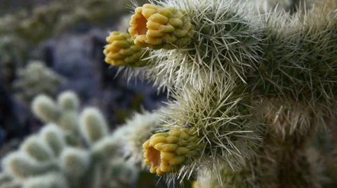 teddy bear cholla injury