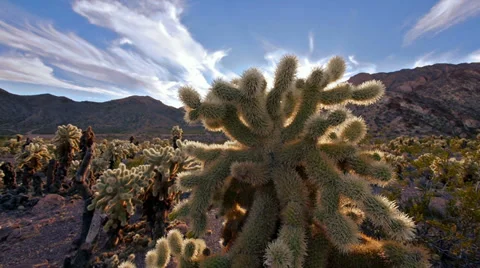 teddy bear cholla injury