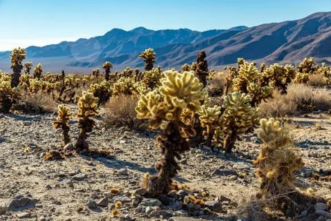 Jumping Cholla Cactus Stock Photos