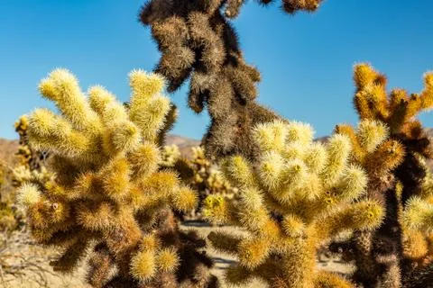 Jumping Cholla Cactus Stock Photos