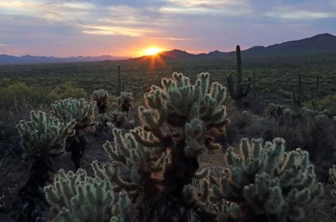 Jumping Cholla Sundown Stock Photos