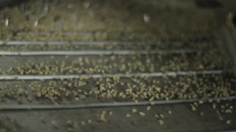 Jumping coffee beans in factory Stock Footage 169701064