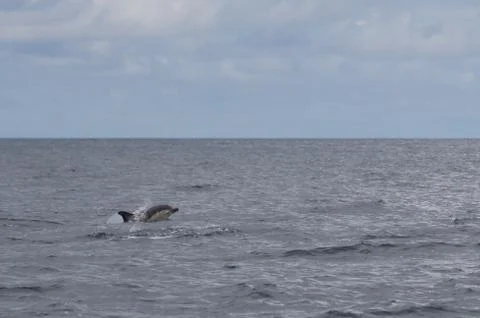 Jumping common dolphin Foto stock