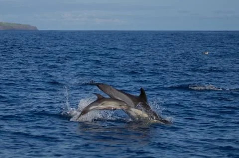 Jumping common dolphins Stock Photos