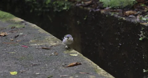 Jumping common finch, forest in Madeira, 4K slomo Stock Footage 249764459