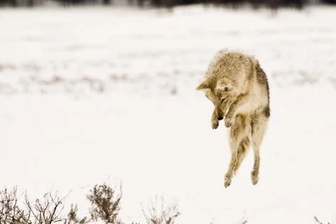 Jumping coyote Foto stock