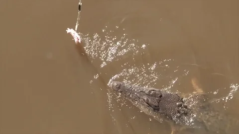 Jumping Croc Stock Footage 83372829
