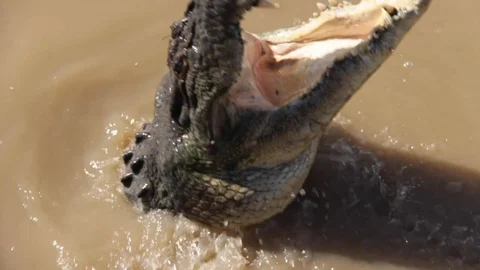 Jumping Crocodile Snaps His Teeth Together in Darwin, Australia Stock Footage 123094371