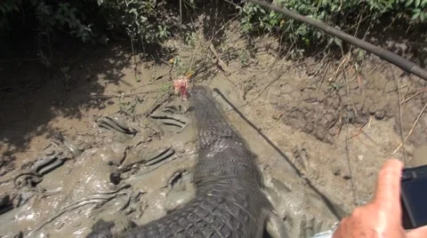 Jumping Crocs Stock Footage 50632227