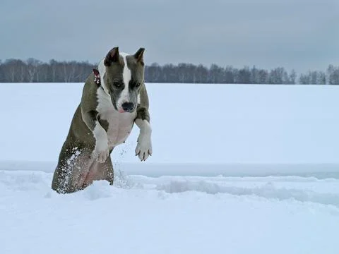 Jumping in deep snow Foto stock