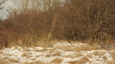 Jumping Deer and distant gunshots on a windy winter day Stock Footage 73330748