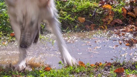 Jumping into a dirty puddle to grab a stick Stock Footage 83774450
