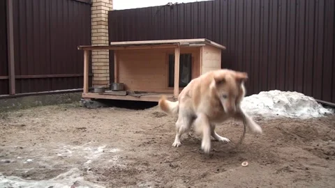 Jumping Dog Stock Footage 237264777